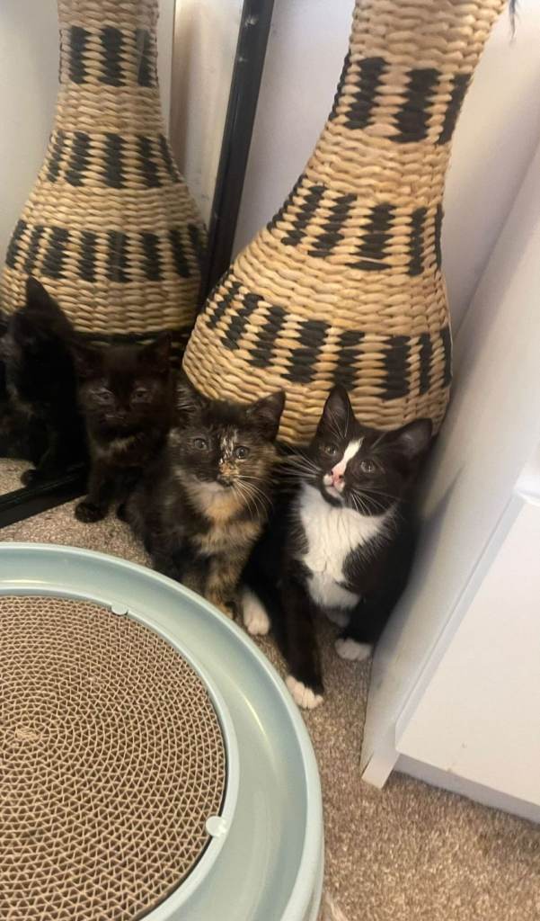 Beautiful kittens 💗