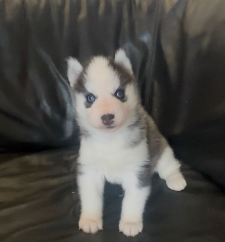 Kc Siberian husky female left 