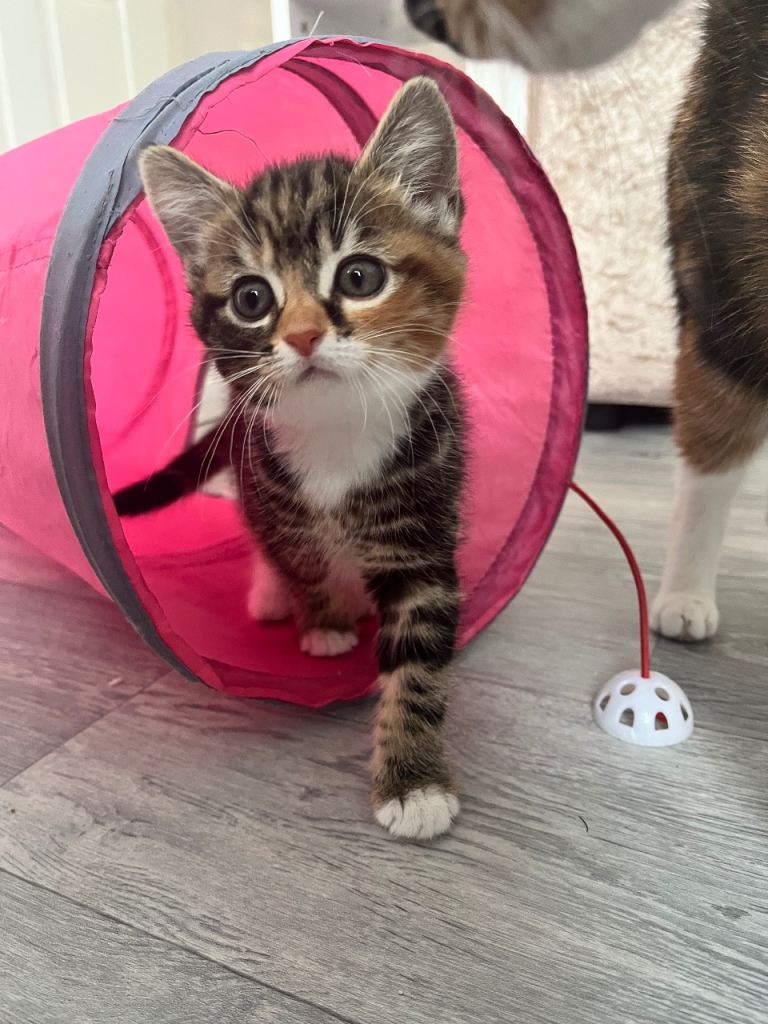 Beautiful kittens 