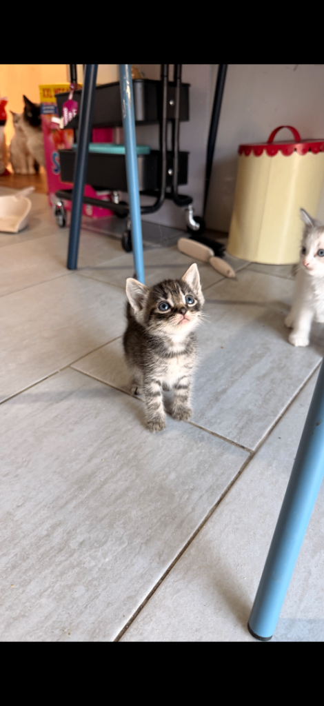 Kittens 