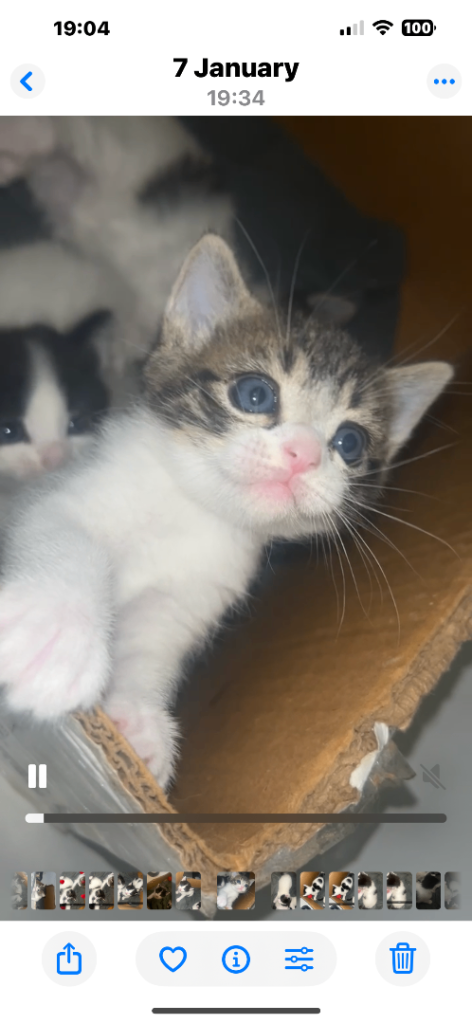 1 short hair tabby and white