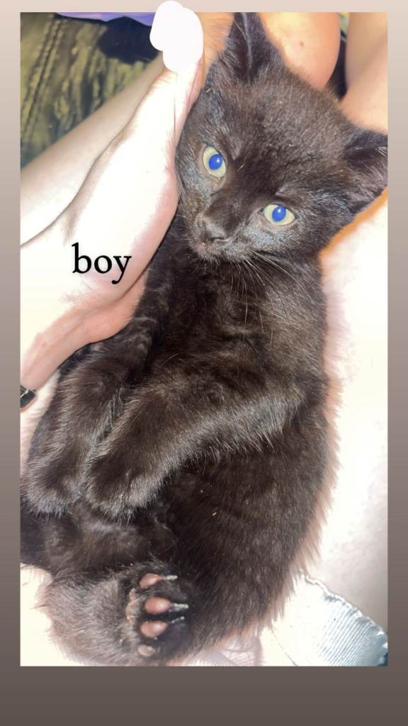 Male and female black kittens