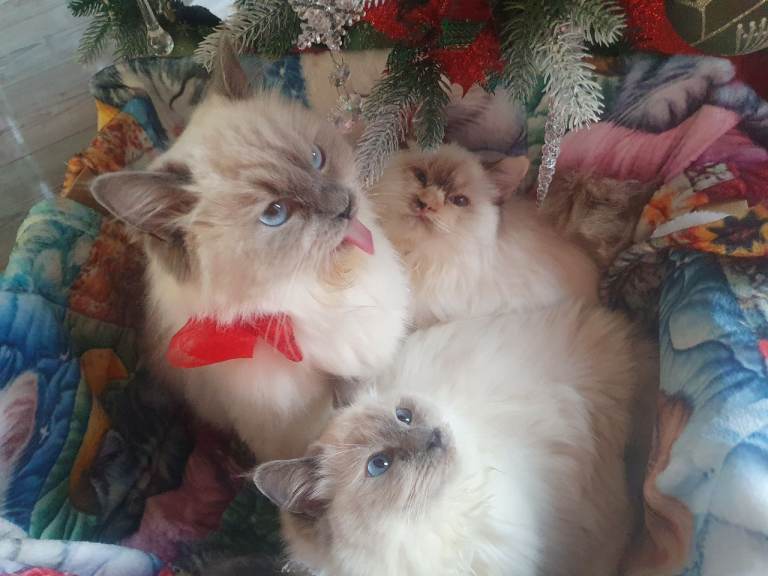 20 w old ragdolls