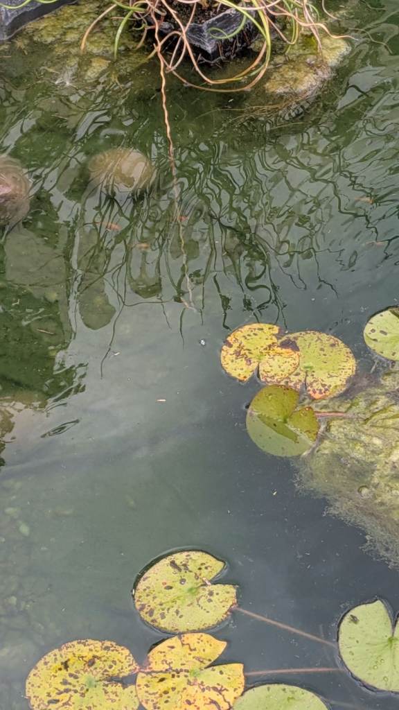 Baby goldfish/shubunkins