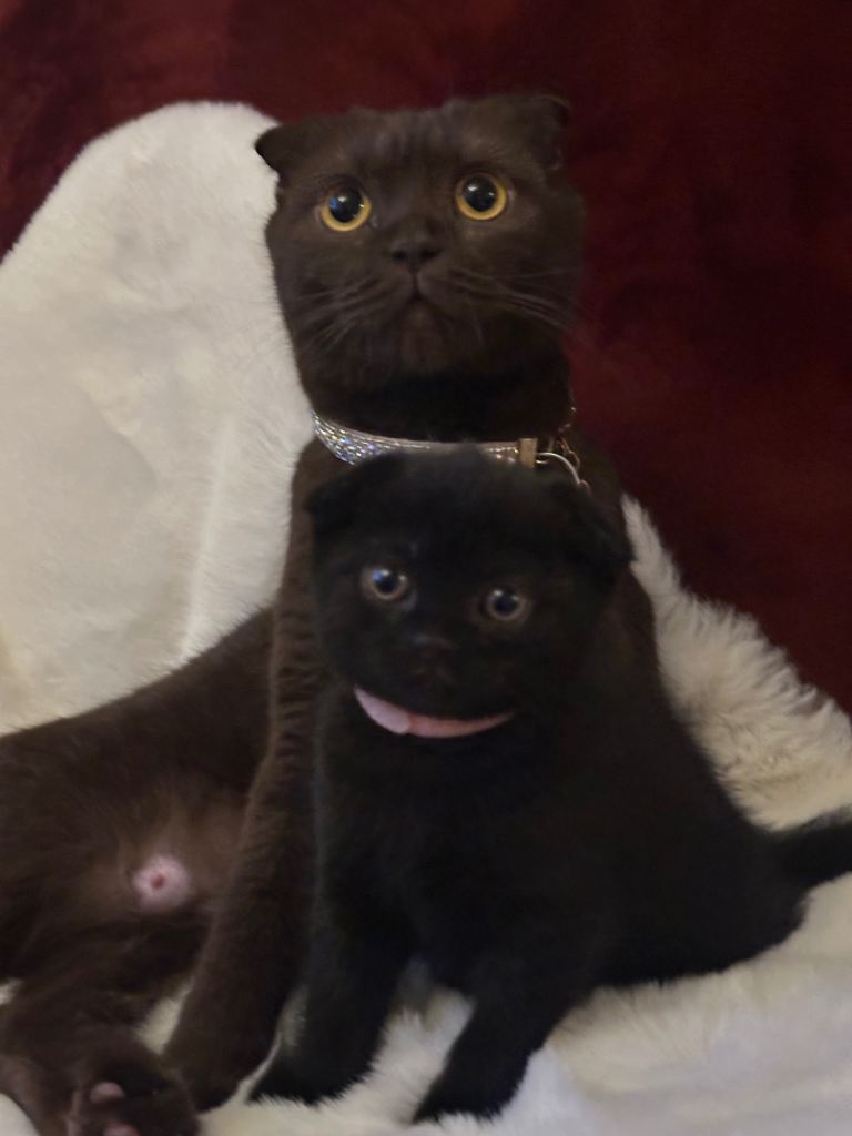 Last chocolate female queen available 