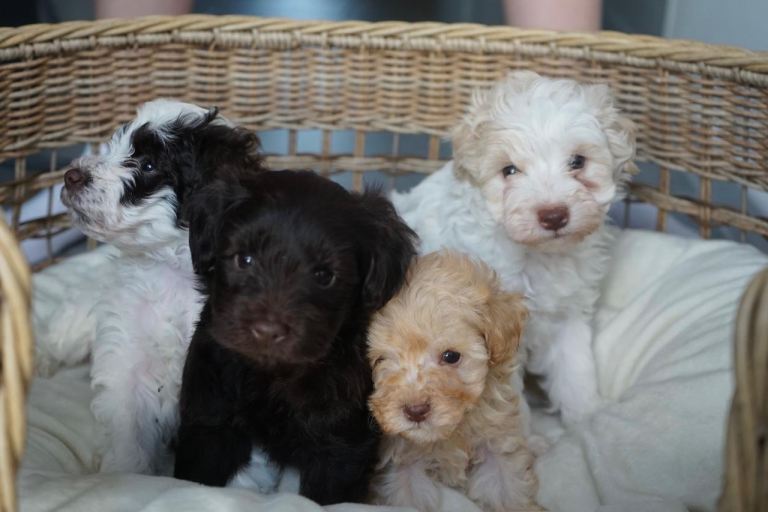 Schnoodle Puppies