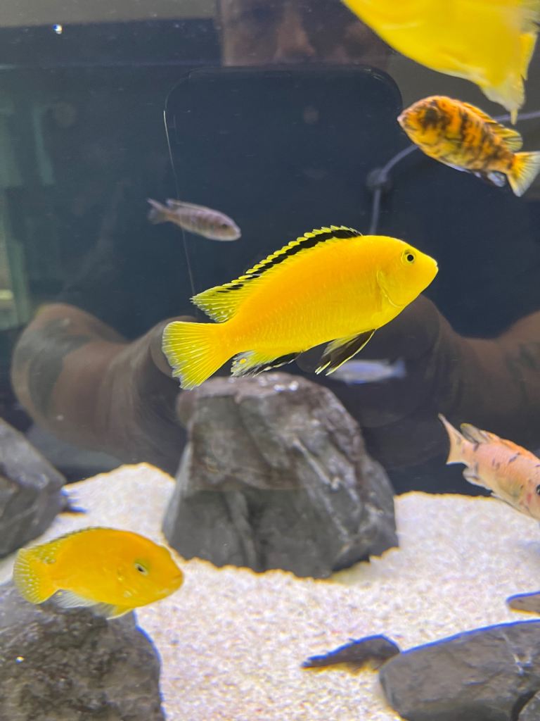 Malawi Mbuna Juveniles For Sale