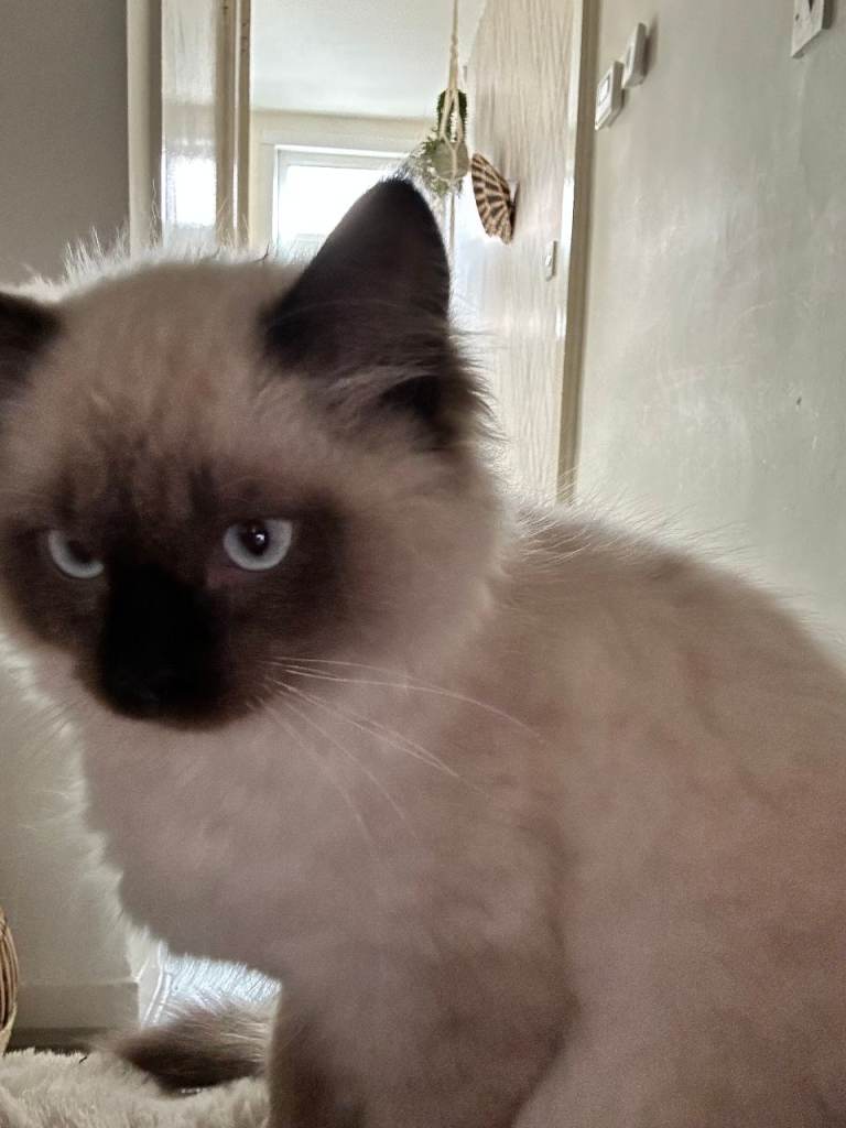 5 month Ragdoll kitten