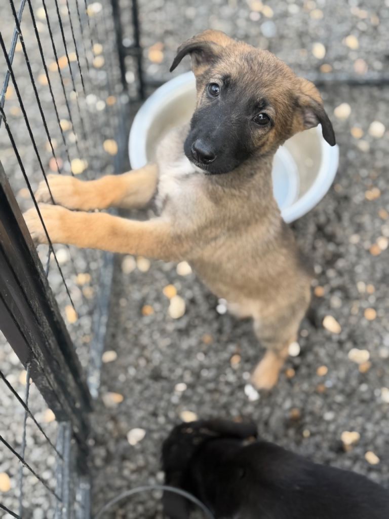 German shepherd x German shepherd/belgian Malinois puppy's 