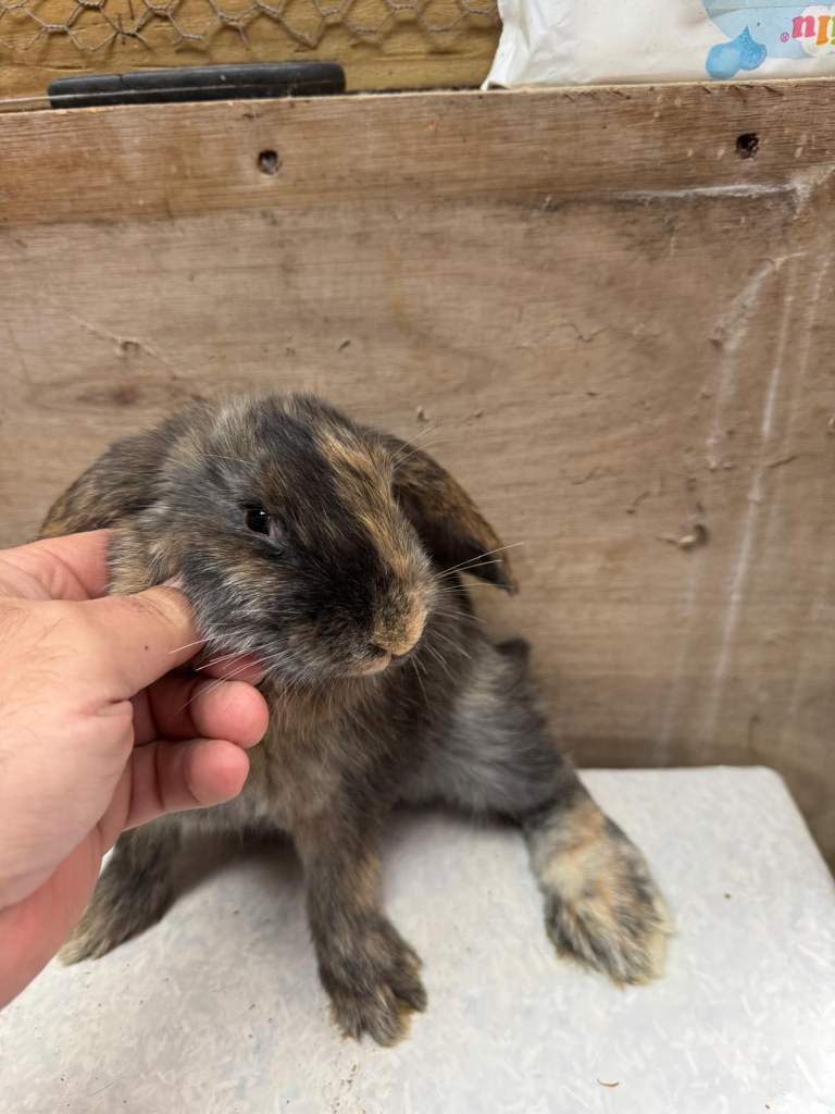 9 little rabbit, very cute