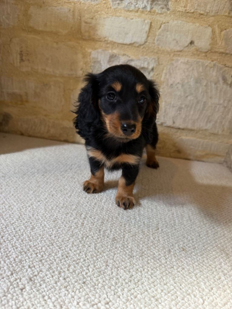 READY NOW KC MINI LONG-HAIRED DACHSHUND PUPPY
