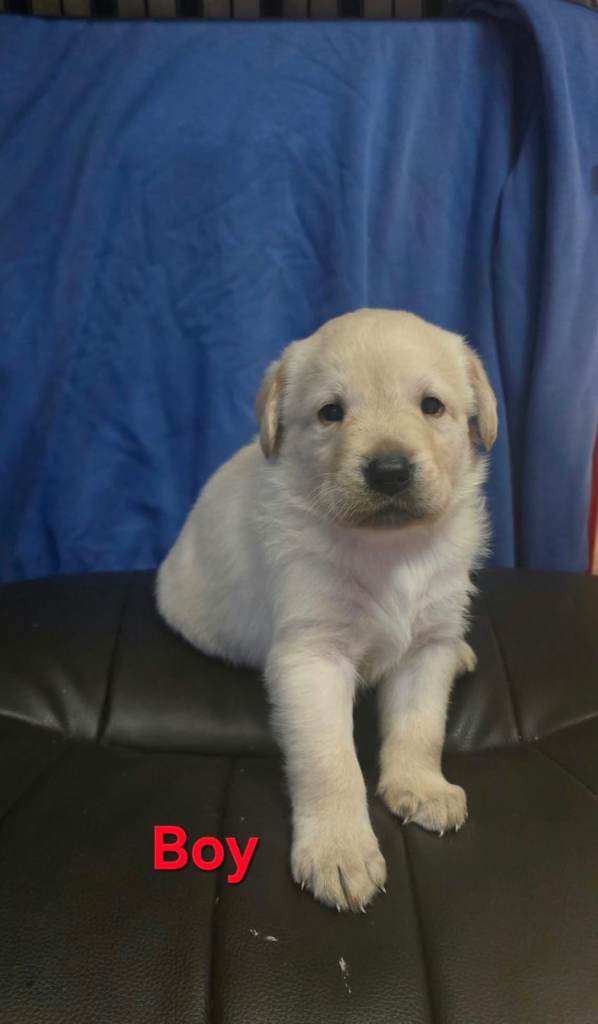 Labrador pups 
