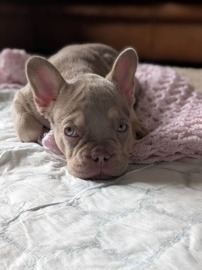 🐾 KC Registered French Bulldog Puppies 🐾