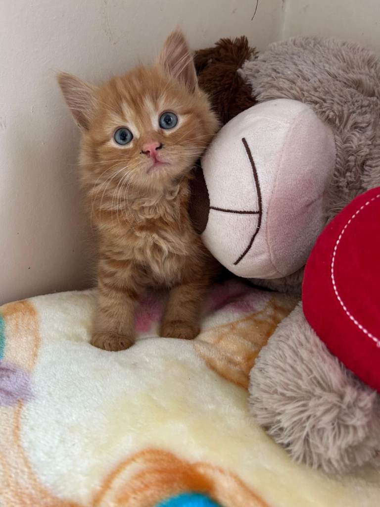 Kittens for sale 