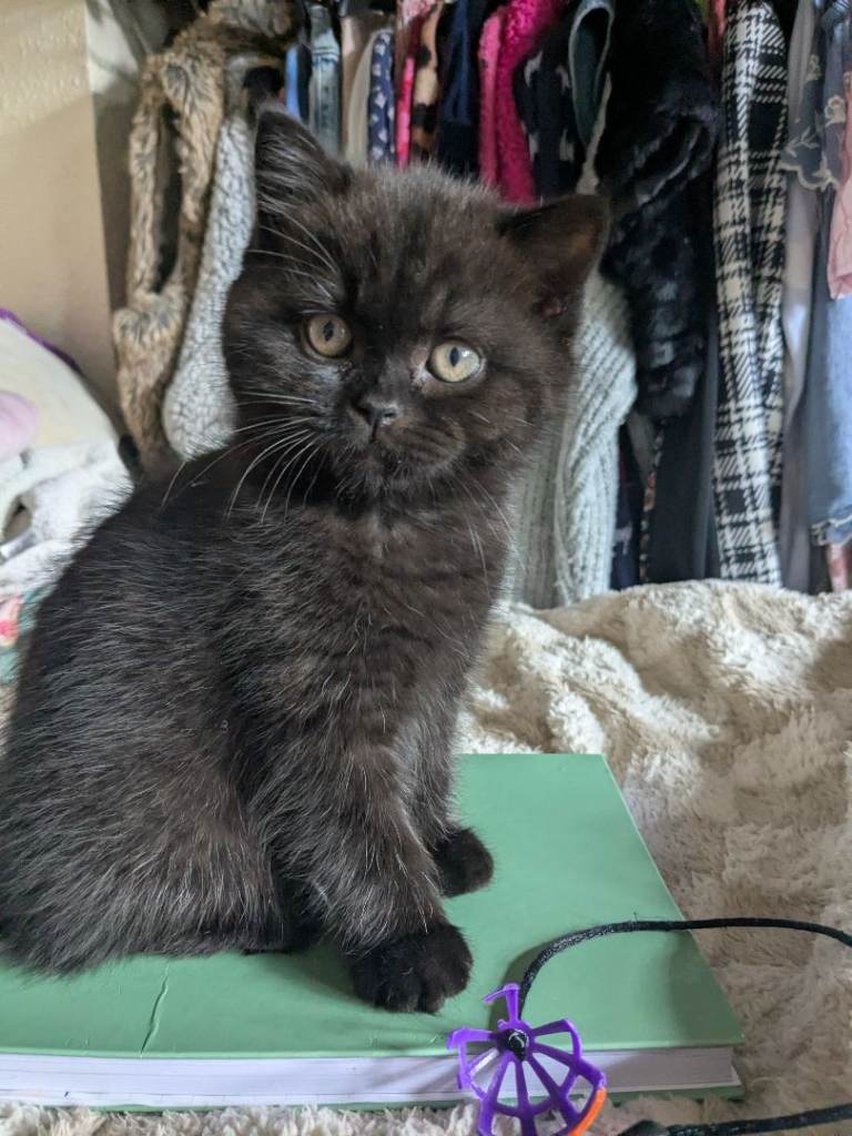 British shorthair kittens