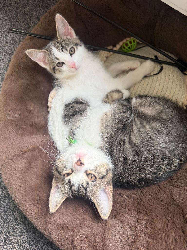 Lovely 10-Week-Old Kittens Looking for a New Home 🐱💛