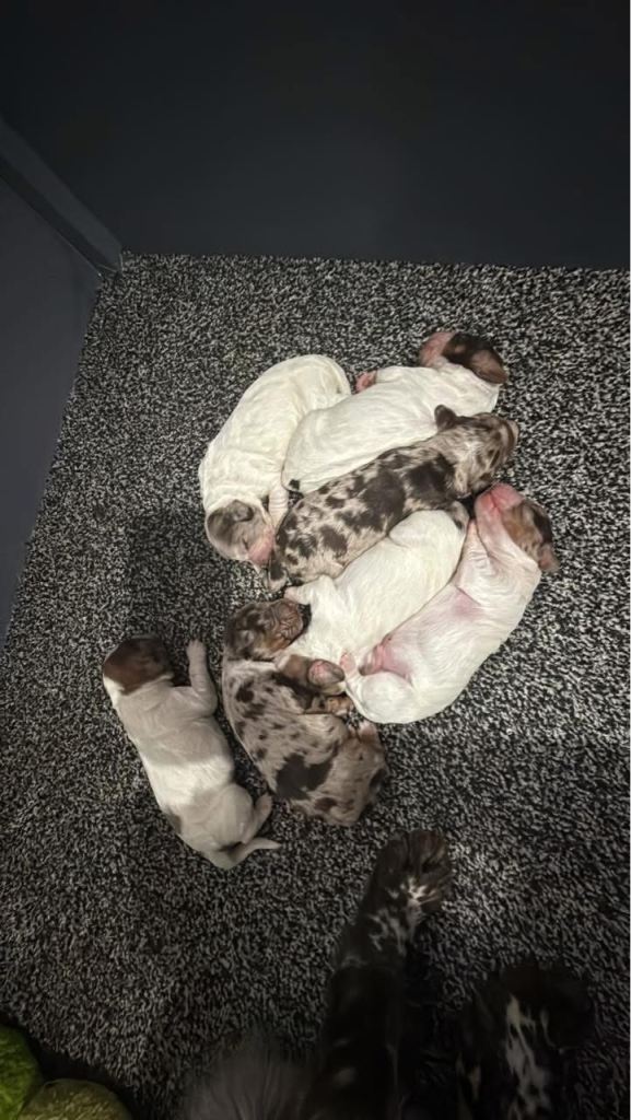 Cocker spaniel puppy’s 