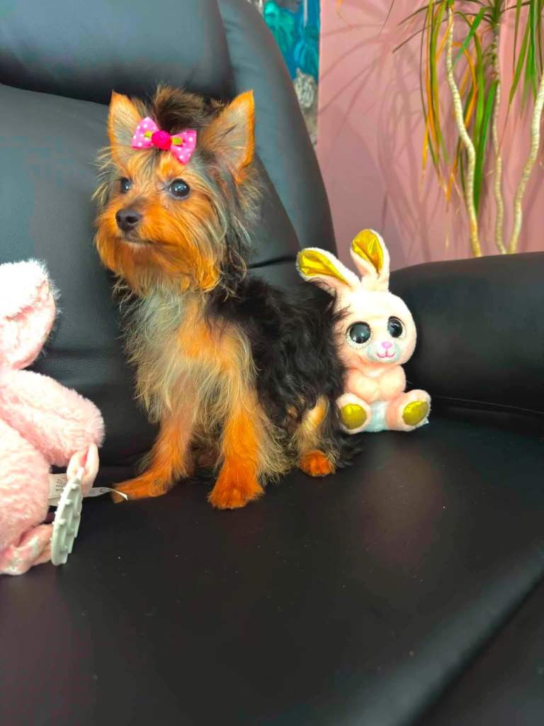 Mini Yorkshire Terriers looking for loving homes