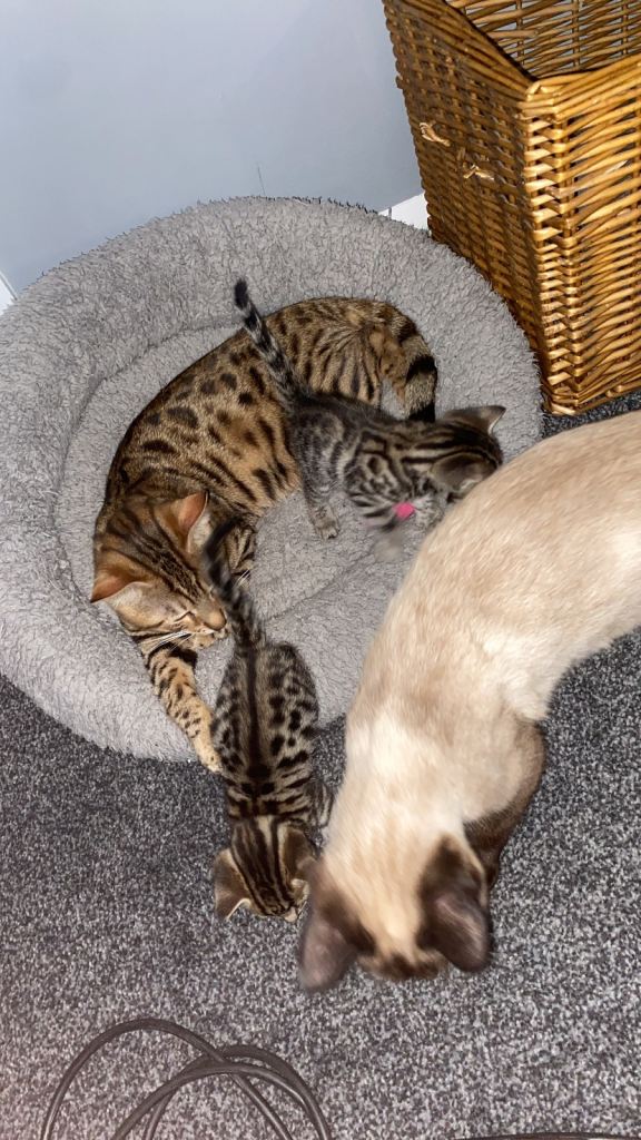 Bengal cross Siamese/ tabby kittens