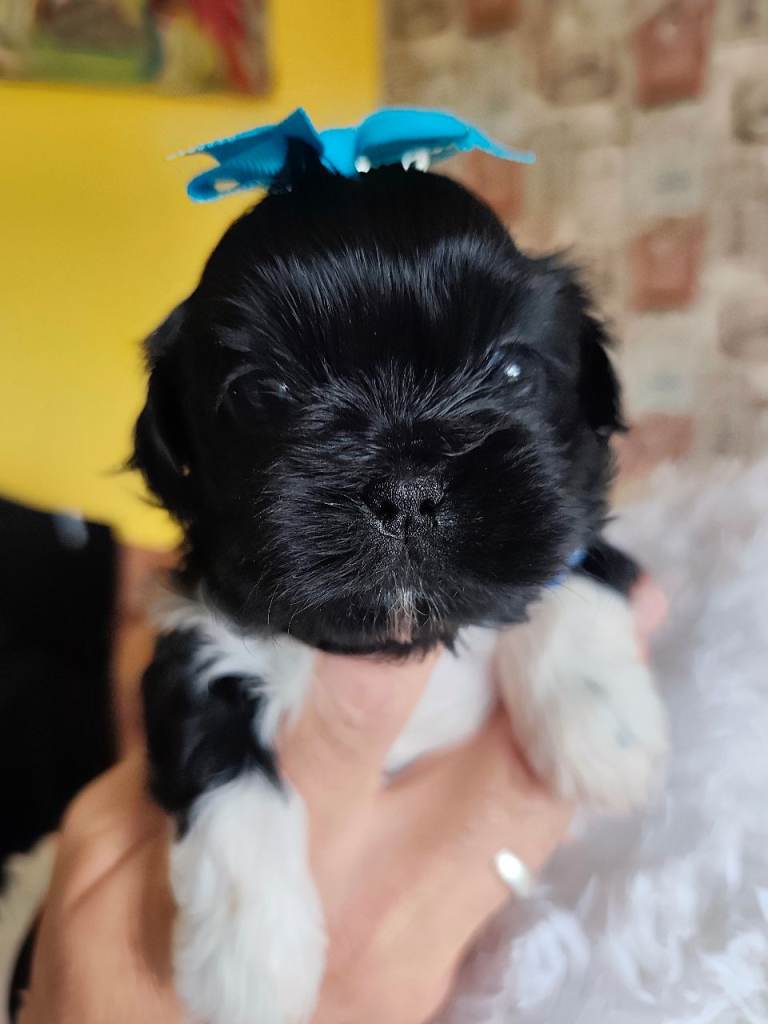 Gorgeous shih Tzu puppy's 