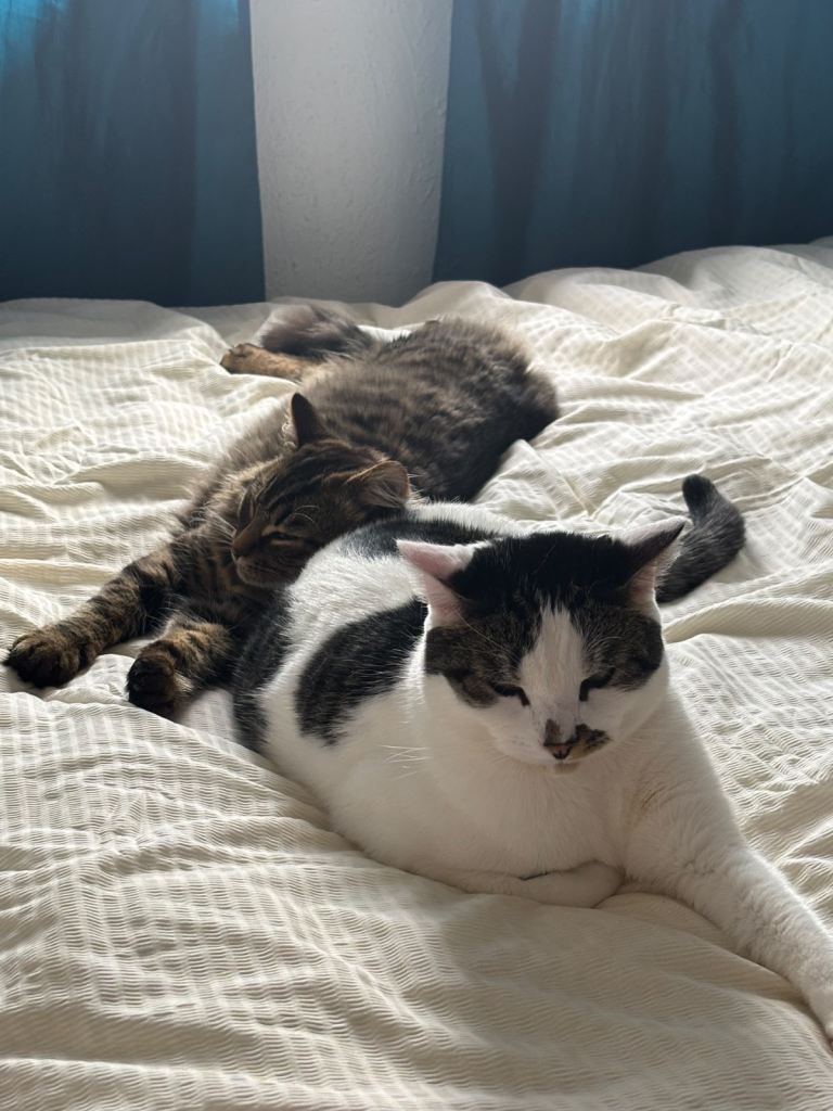 Male cats for sale