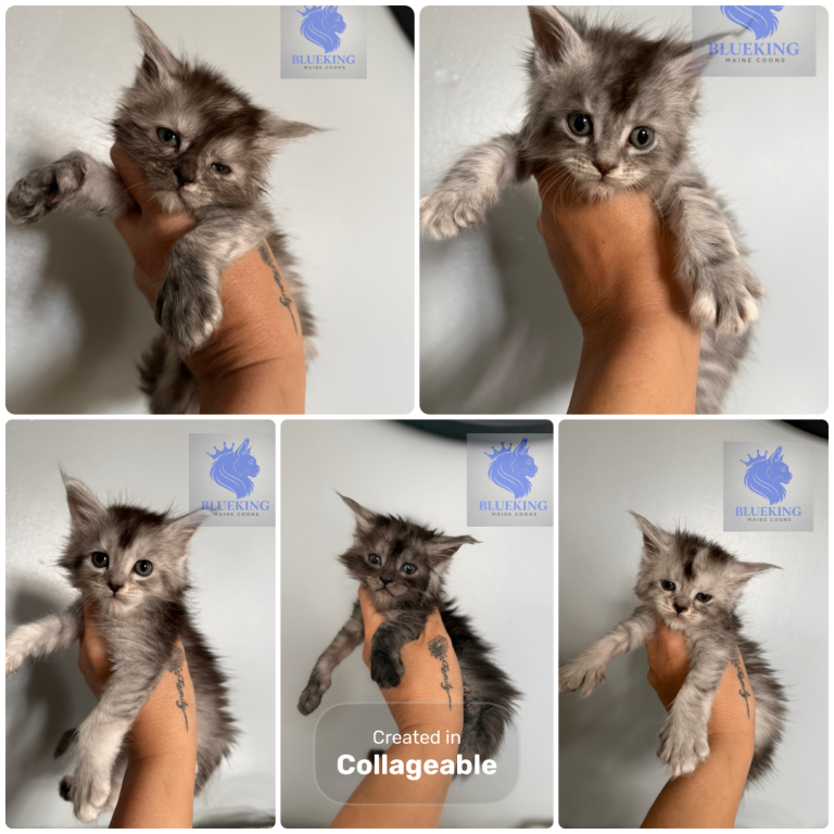 Stunning Maine coon kittens shaded lines and polydactyl 