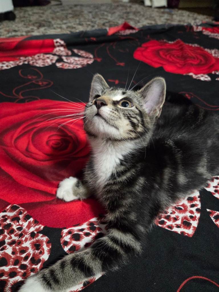 Playful tabby kitten for sale