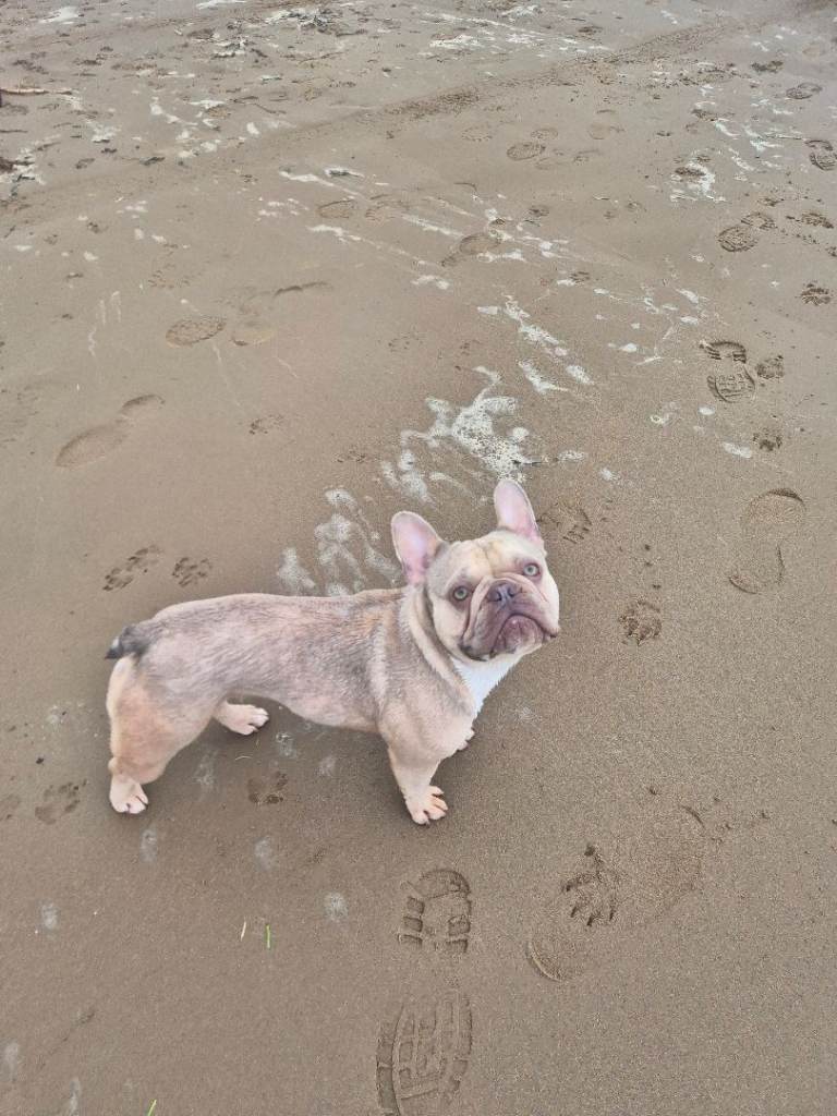 Female french bulldog KC REG