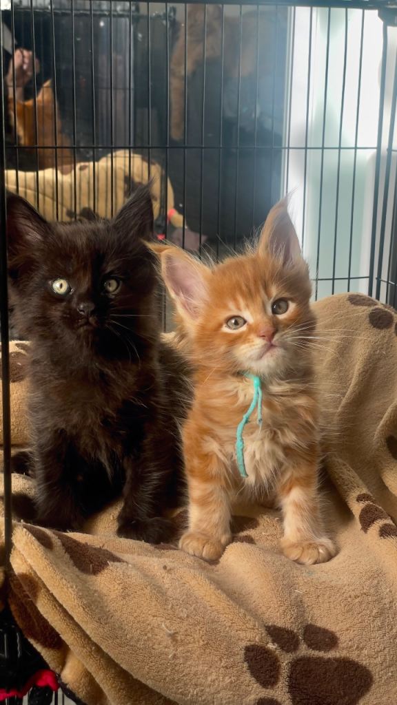 🖤🧡 Last 2 Gorgeous Maine Coon Boys – Black & Ginger 🐾