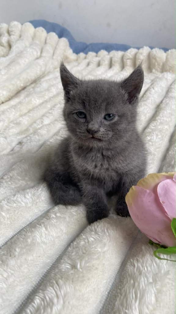 Mixed Russian Blue kittens