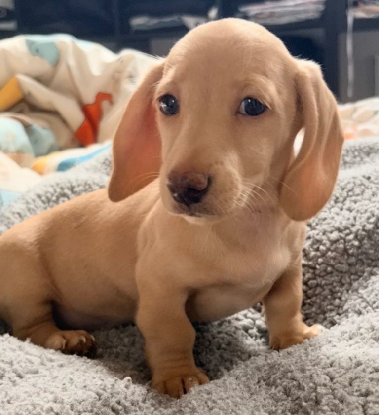Miniature cream dachshund puppies 