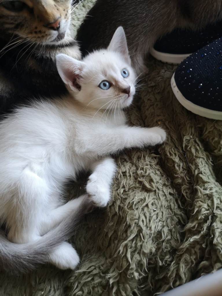 3 x kittens for sale please see listing for prices