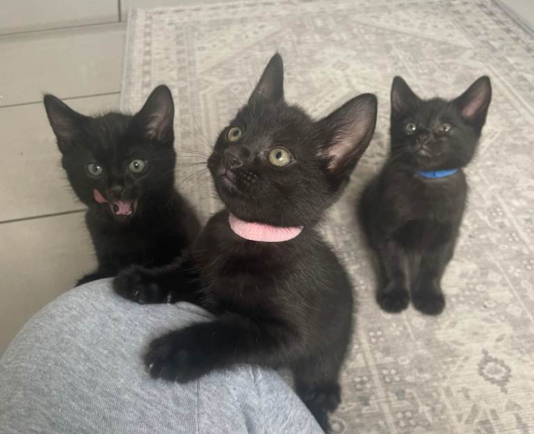 KITTENS 🐾 6 LOVELY, FRIENDLY KITTENS – 5 BOYS & 1 GIRL 🐾 KITTENS