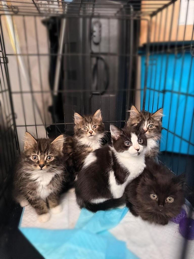 9 week old tabby kittens 
