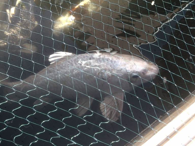 koi fish for sale