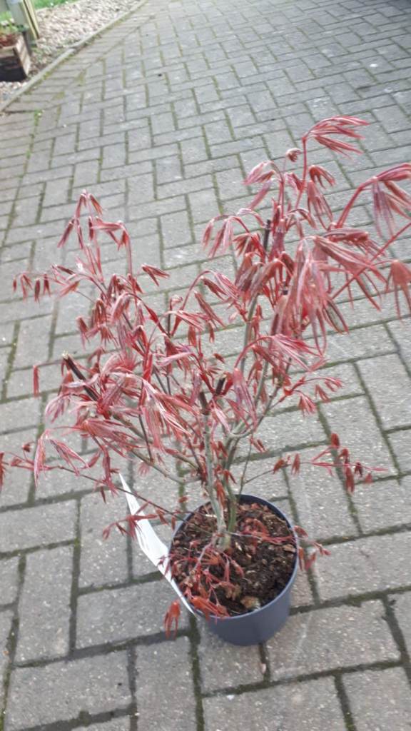 Shells plants Acers 