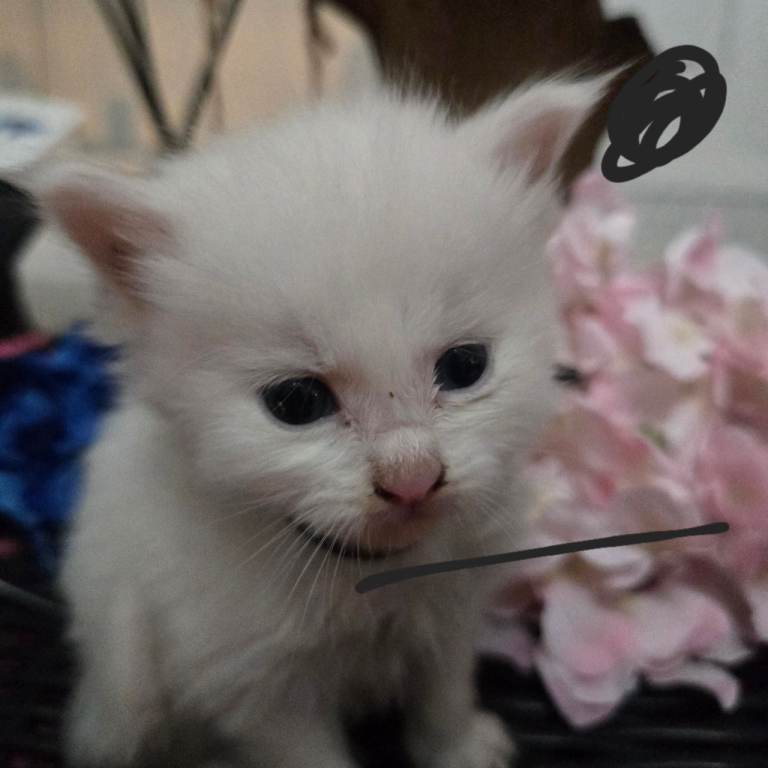 Champion russian Maine coon kittens