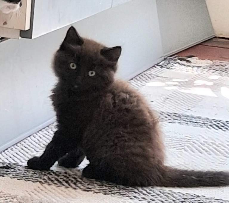 3 Black and White Kittens and 2 Black Fluffy Kittens 