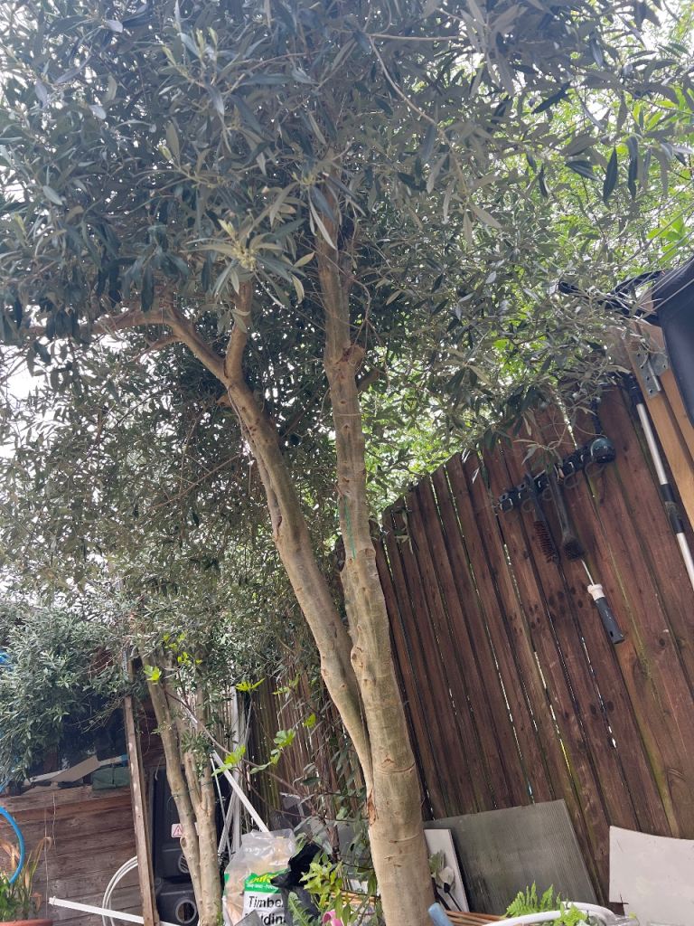 Eight years old olive tree