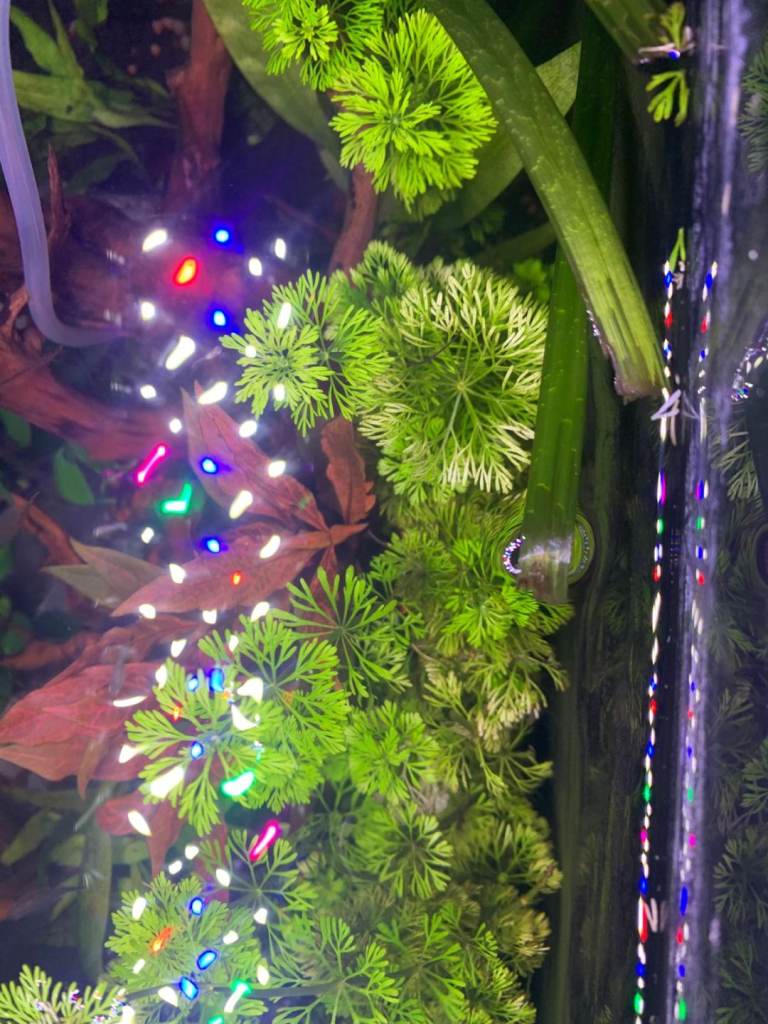 Limnophila Sessiliflora Aquarium plant for £2