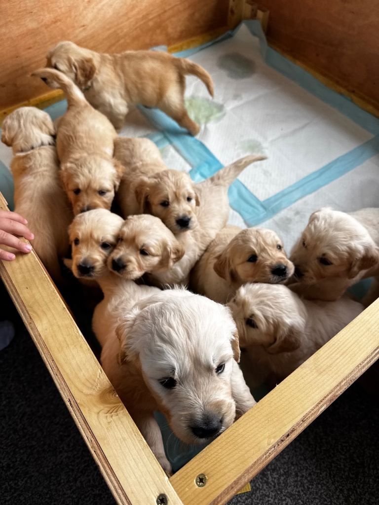 🐾 Beautiful Pure-Bred Golden Retriever Puppies – KC Registered Parents 🐾