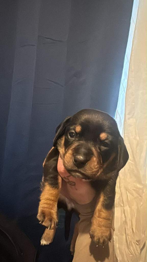 Puppies NO TIME WASTERS!