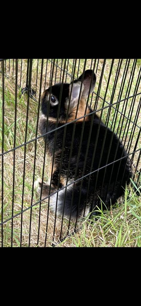 Netherlands dwarf for sale