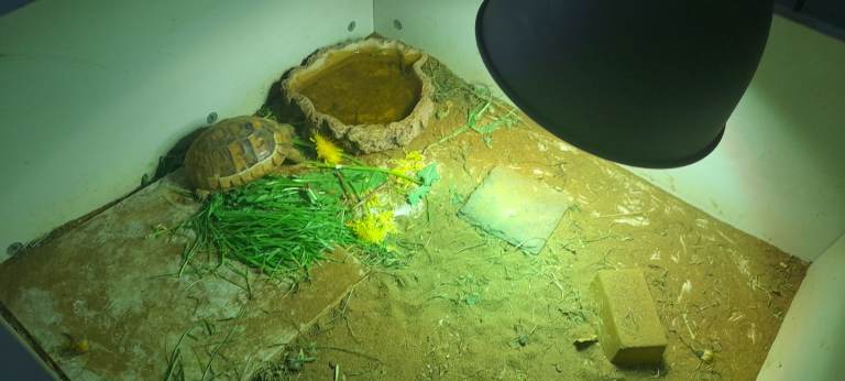 Mini tortoise and setup 