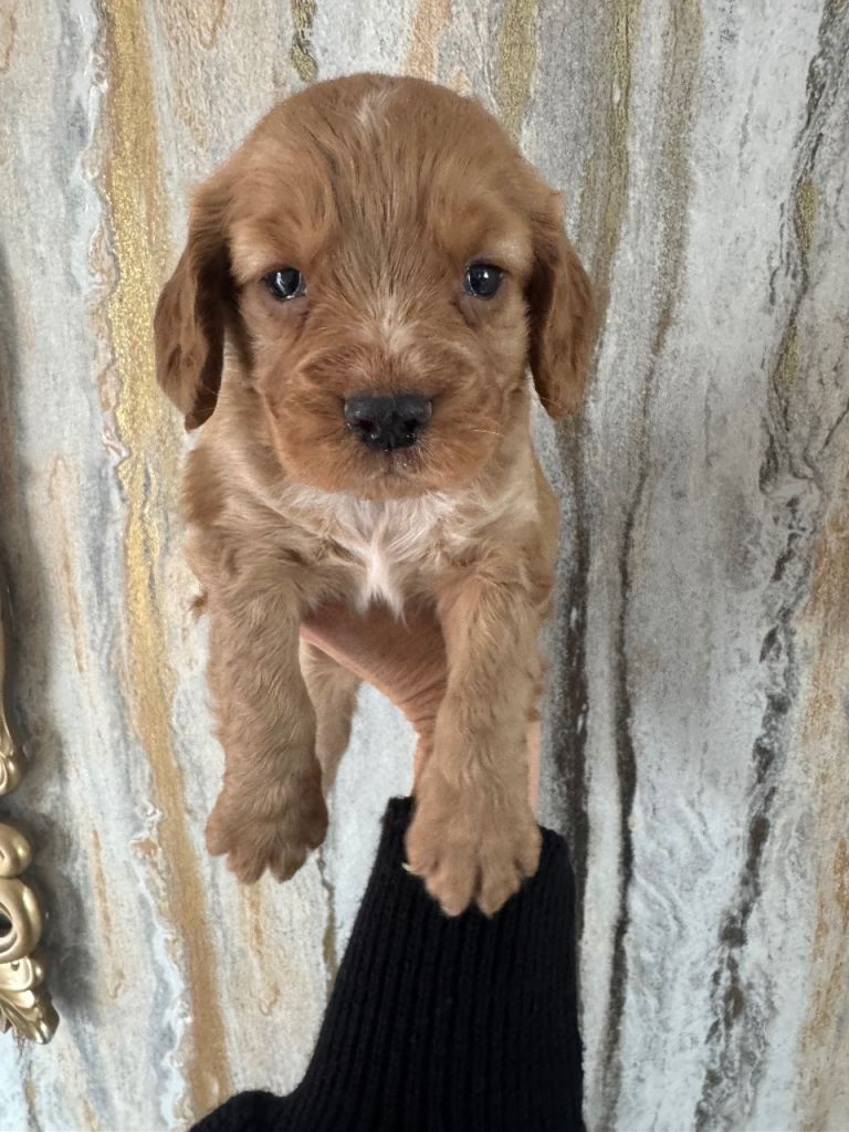 Cocker spaniel puppys