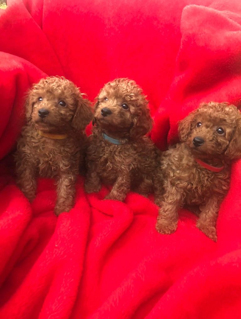 Cavapoo puppies boys and girl available 