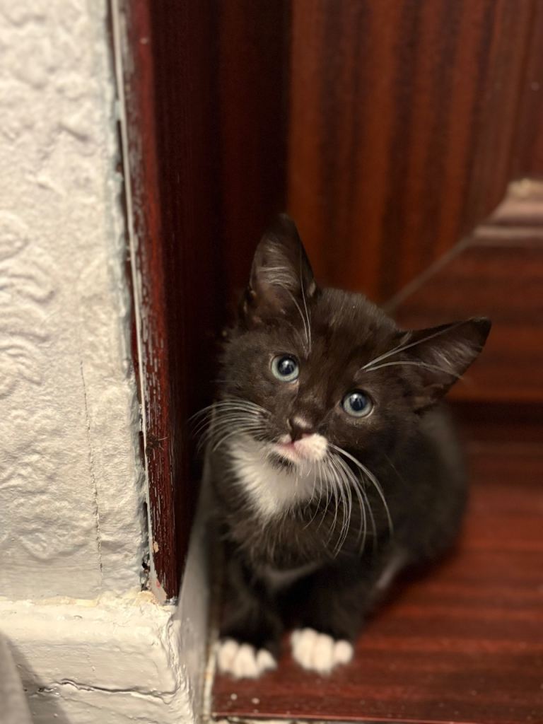 🐾 Gorgeous Kittens Looking for Their Forever Homes 🐾