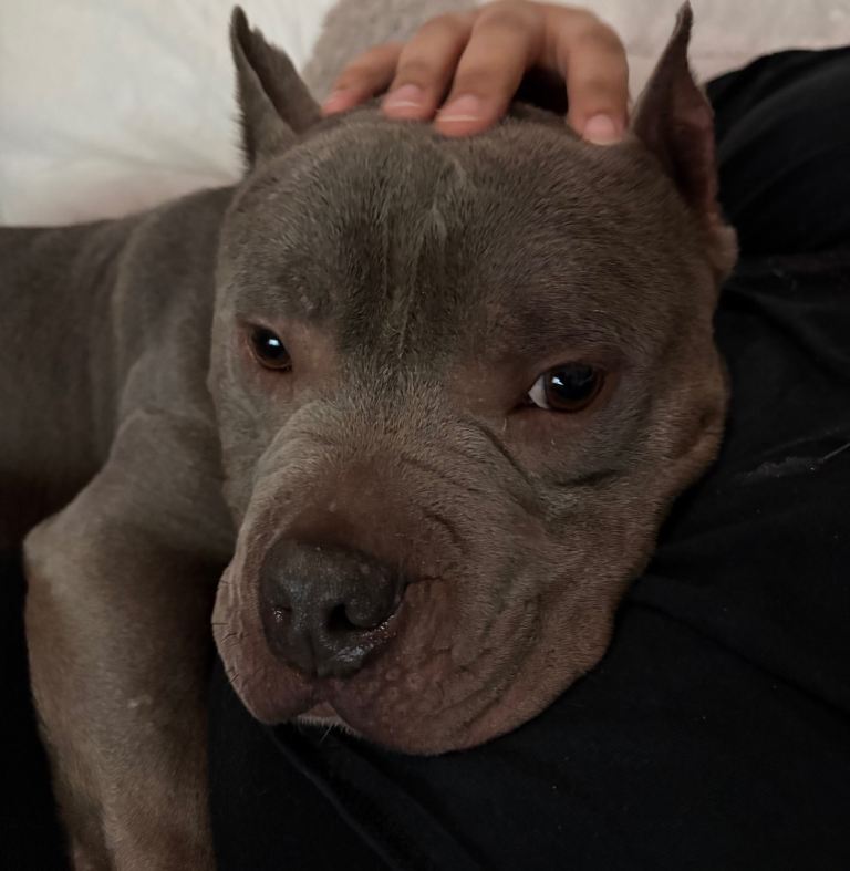 Pocket American Bully in need of loving home