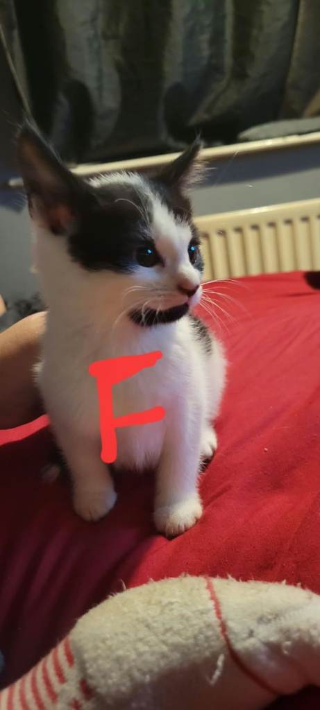 Beautiful kittens for sale