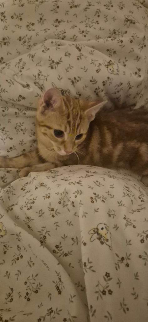 1 ginger 1 black kitten 